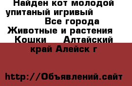 Найден кот,молодой упитаный игривый 12.03.2017 - Все города Животные и растения » Кошки   . Алтайский край,Алейск г.